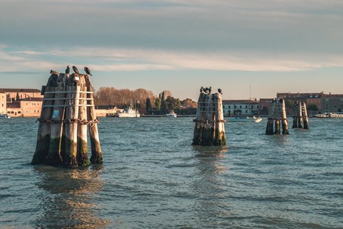 wooden poles made of chestnut or oak on the lagoon of venice